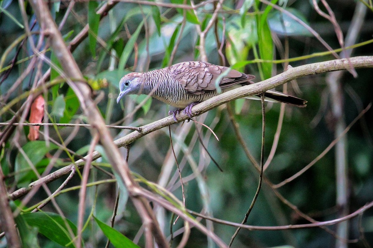 SP_Malaysia's tweet photo. Sekali pandang mcm burung terkukur.. yeke burung terkukur, xprnah dgr lg suarac burung ni stakat ni..
#animalathome #shootathome #homephoto #NaturePhotography #birdphotography https://t.co/gWPG55ZSkI