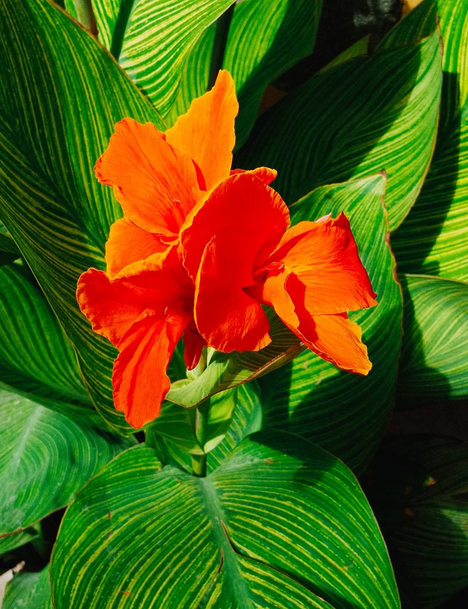 Cannaceae Hashtag On Twitter