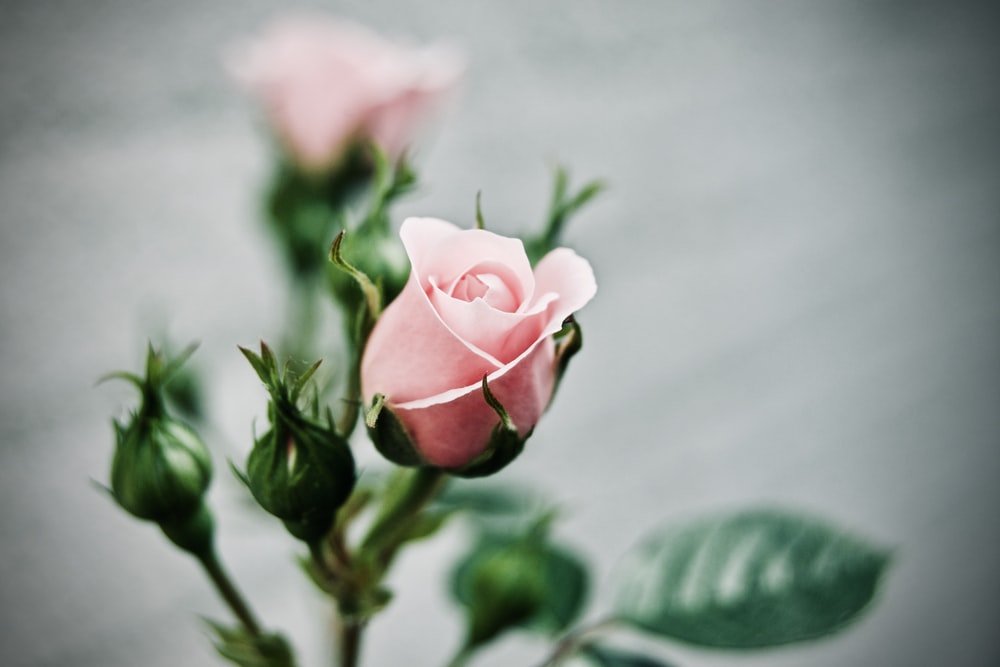 Creative_Gardn's tweet photo. The bud Will Bloom , If Not Plucked Before 🌹
.
.
#motivation #MondayMotivation #Garden #gardening https://t.co/zPUrz1bQVd