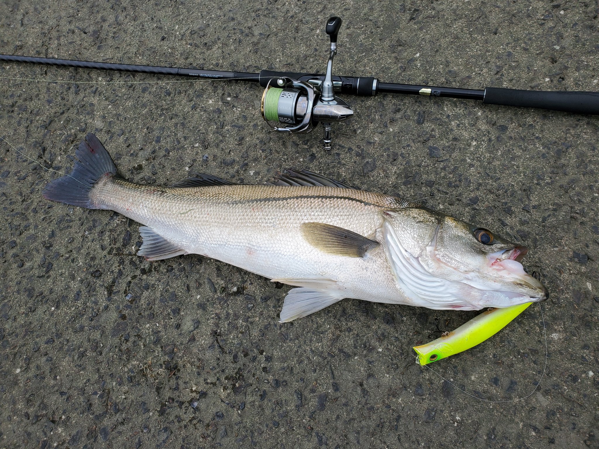 Kaaaz 6 21 10 00 12 30 荒川河口 シーバス1匹 68cm ルアー カゲロウ155f シーバス Seabass 鱸 シーバスフィッシング シーバス釣り ビッグベイト ビッグベイトタックル ビッグベイトシーバスゲーム 湾奥 ジャイアントベイト ジャイアント