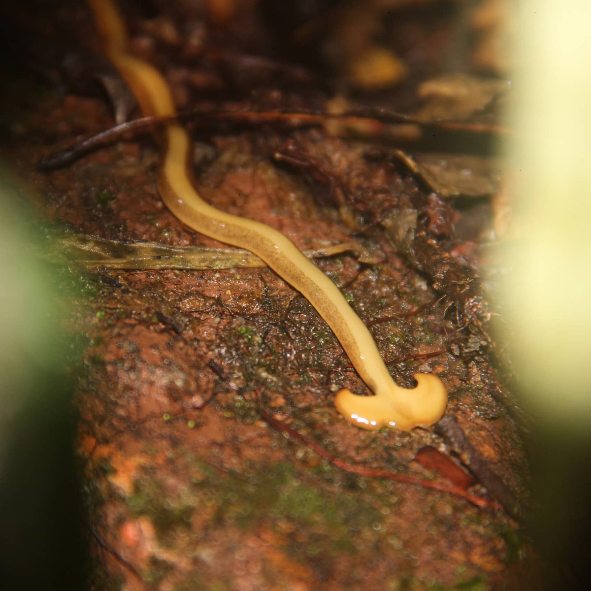 motionature's tweet photo. A worm with hammer head?

Follow @motionature for more beautiful nature pictures!
#hammerhead #hammerheadworm #wild #wildlife #nature #naturephotography #insect #insects  #insectphotography #worm #animal #biology #hammer #insectsofinstagram #insectlovers #macro #inaturalist https://t.co/AMh8mDM02f