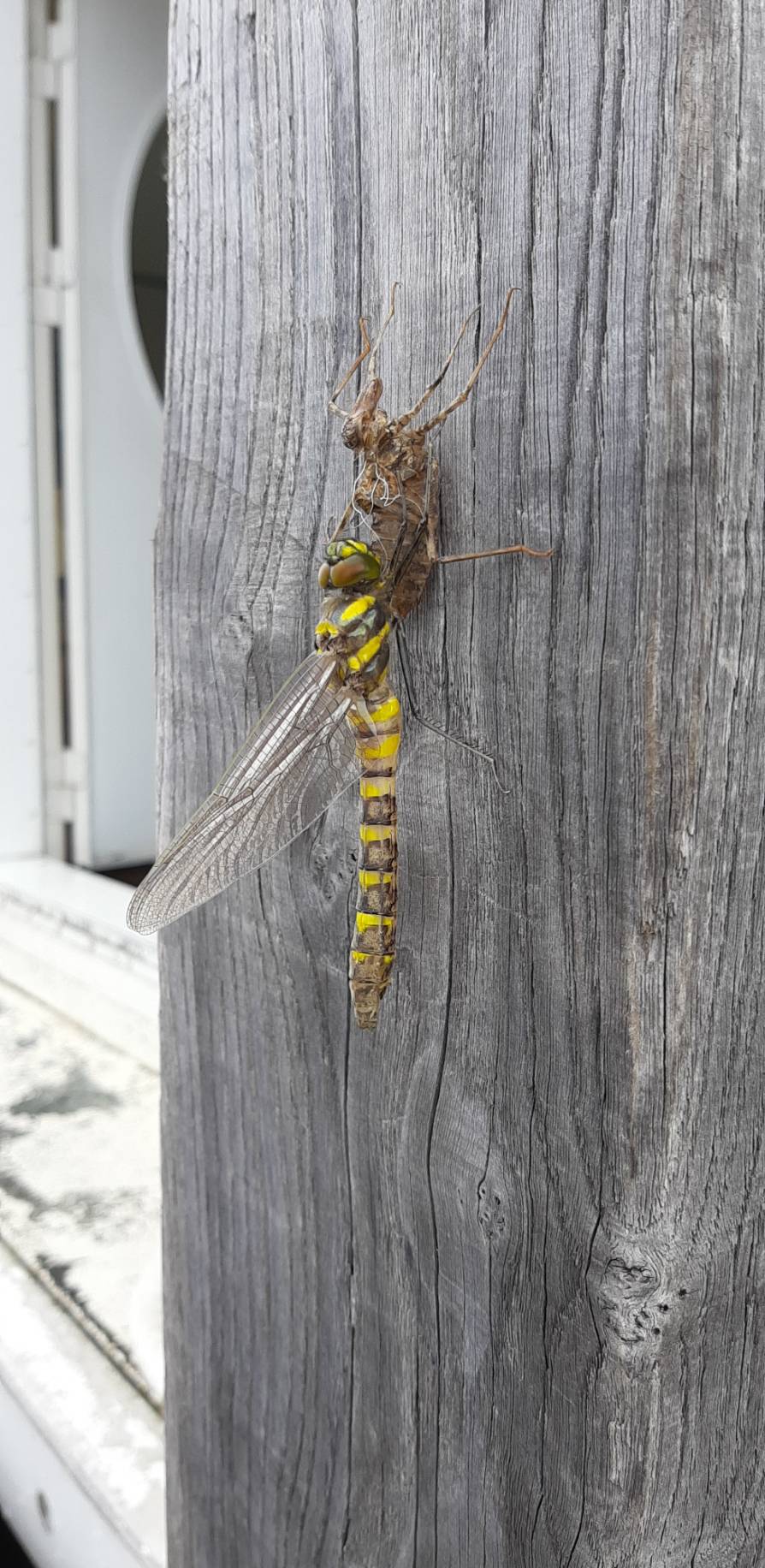 山中湖の白鳥 公式 とっても珍しい オニヤンマの脱皮です コブシ大で 約10センチ 迫力あります トンボ オニヤンマ 脱皮 珍しい 自然がいっぱい 白鳥 富士山 山中湖 遊覧船 T Co Jjlvivgfeq Twitter
