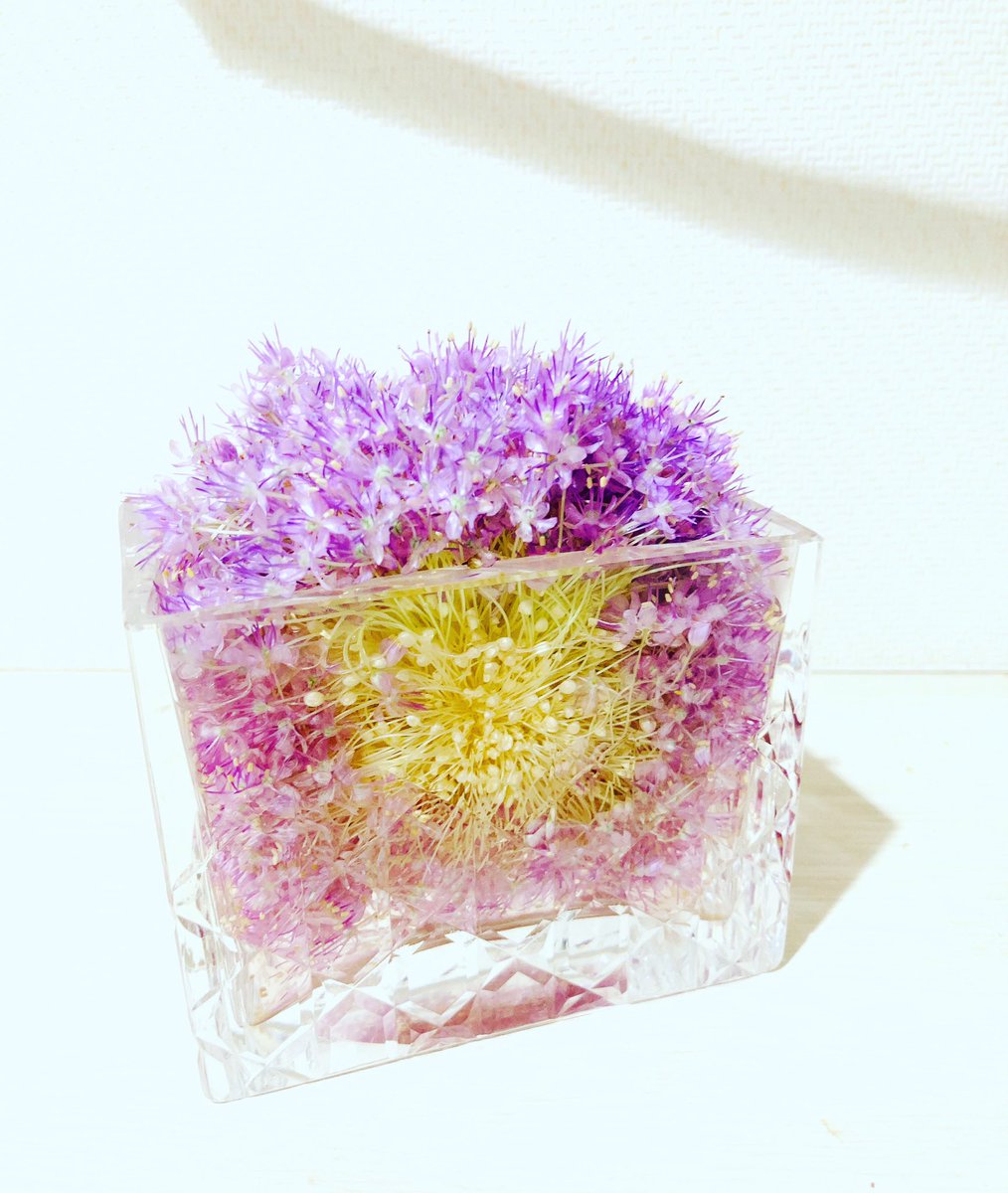 Abematu على تويتر お家でいけばな 葱坊主のようなまんまるの アリウム ギガンチウムの花頭をガラス花器に押し込んでみたら 紫の鹿子白餡和菓子に見えてきました 和菓子の名前はきっと 梅雨花