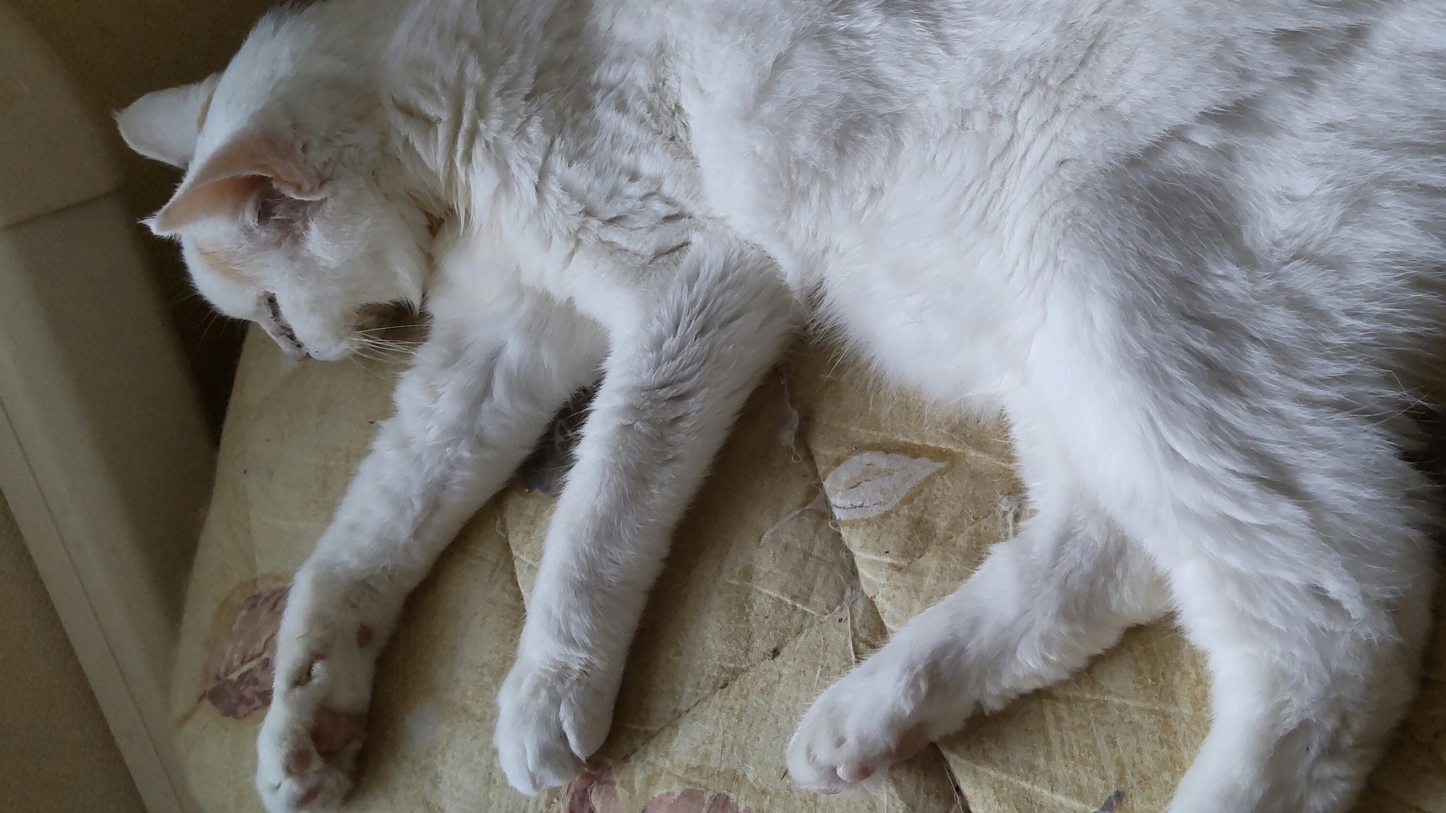 モグ母と天使猫とおたっしゃ猫達 ちったん帰宅 早急にディアバスター投与と補液した事で緩和に向かってる様子 そして懸念してた貧血も今のところは大丈夫との診断でした 今日から暫く処方されたビオイムバスター投与します ビオフェルミン毎日飲んでた