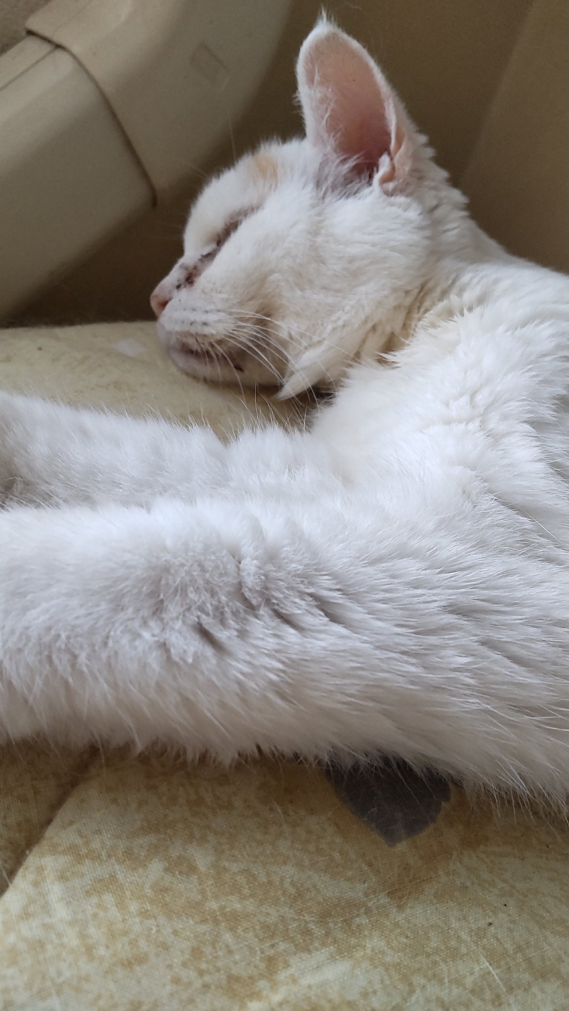 モグ母と天使猫とおたっしゃ猫達 ちったん帰宅 早急にディアバスター投与と補液した事で緩和に向かってる様子 そして懸念してた貧血も今のところは大丈夫との診断でした 今日から暫く処方されたビオイムバスター投与します ビオフェルミン毎日飲んでた