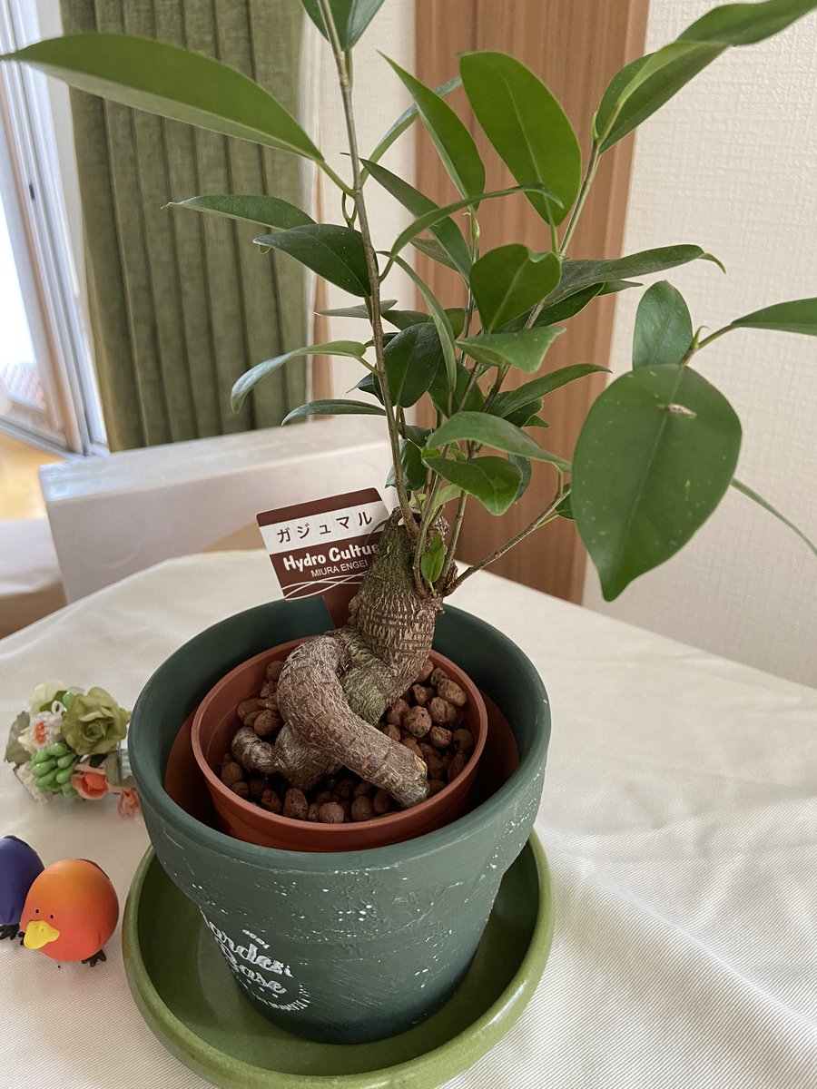 桜もち文 V Twitter 最寄りのナフコに欲しかったガジュマルの木置いてあった 一目惚れした足組んでる系ガジュマルさんに決定 今日からよろしくね 桜もち文 V Twitter 最寄りのナフコに欲しかったガジュマルの木置いてあった 一目惚れした足組んでる系ガジュマルさんに決定 今日からよろしくね