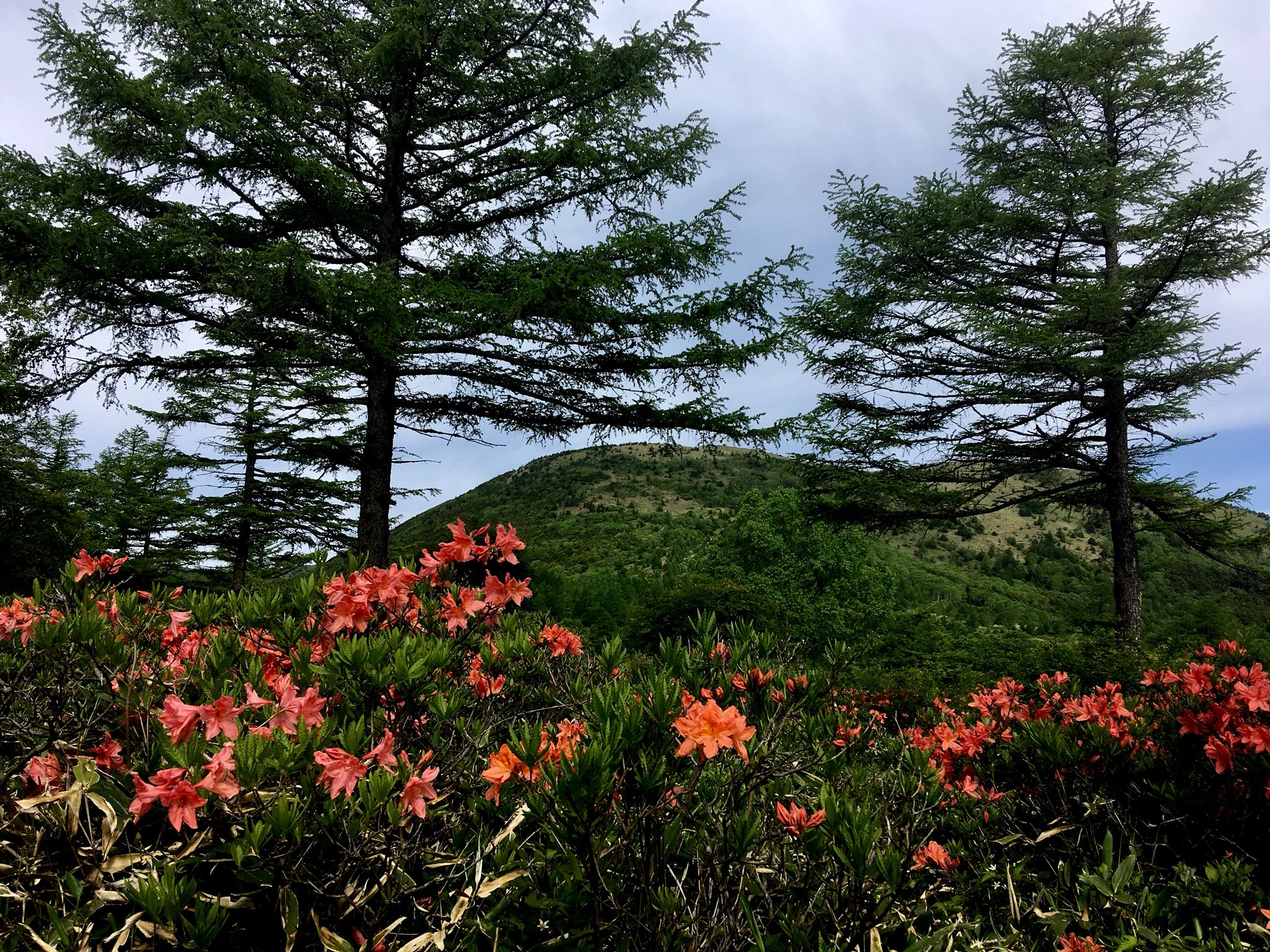 湯の丸高原 Twitter