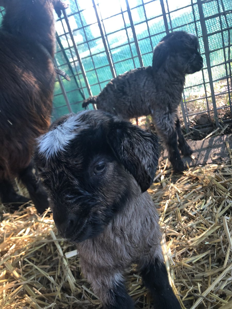 Craig Dunne tweet media