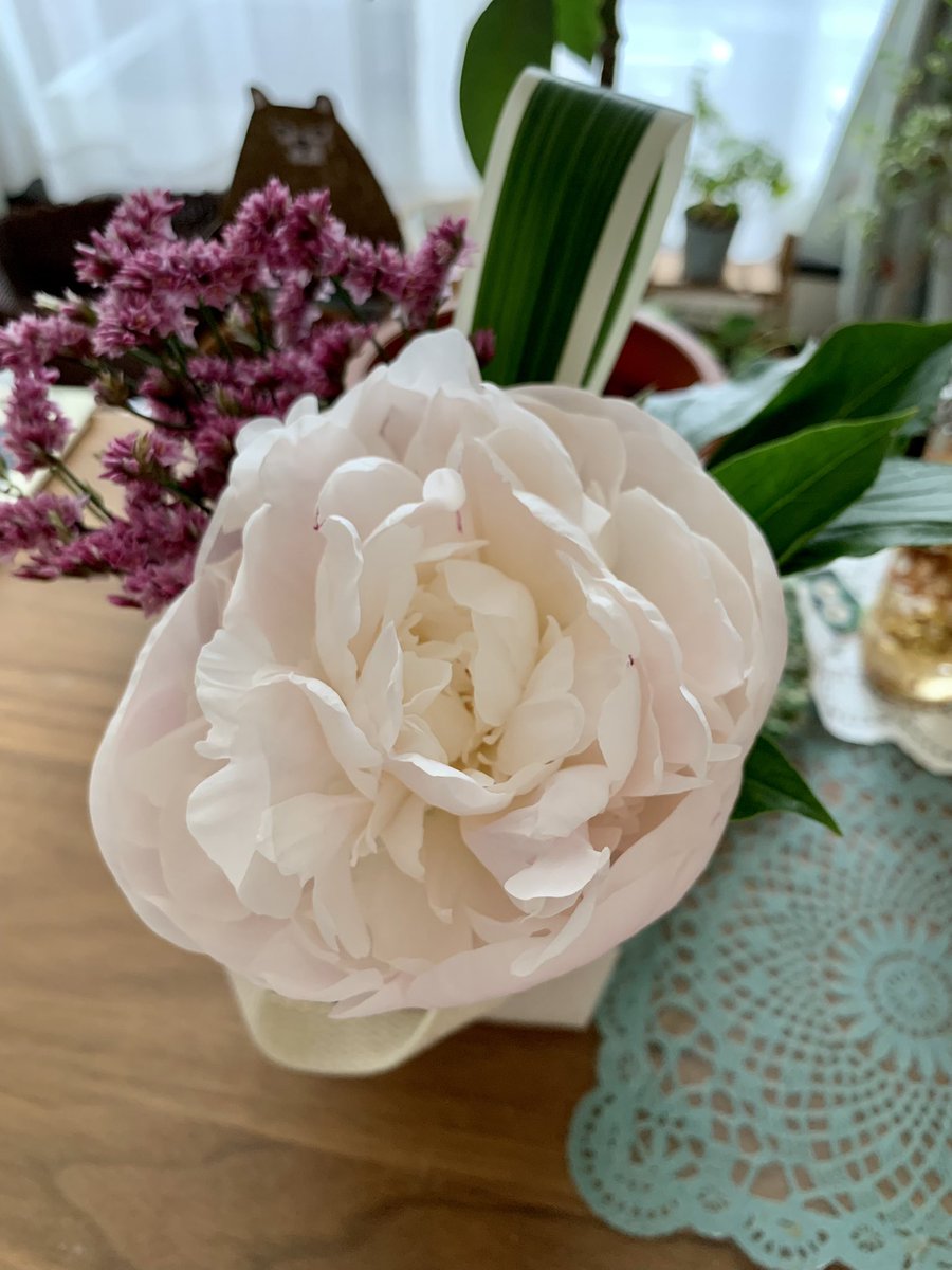 SPerplesky's tweet photo. A chinese peony has just in bloom❁¨̮
The flower language is bashfulness（恥じらい、はにかみ)、compassion（思いやり）

 #芍薬
 #chinespeony
 #bashfulness
 #compassion
 #minibouquet https://t.co/uRcOS3KxIo