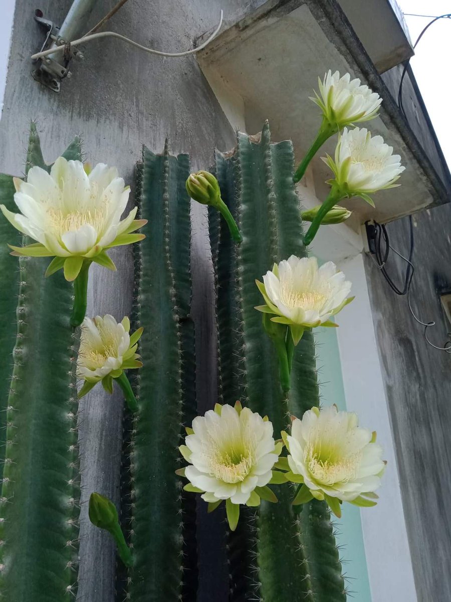 Giaphucr (@giaphucr) on Twitter photo 