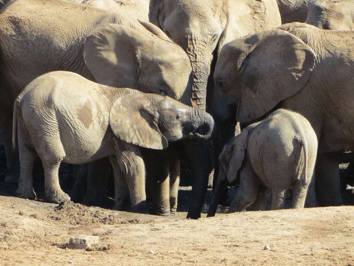 roaming_fox's tweet photo. Adult elephants drink 100 - 200 litres a day.
Trunks hold 5-15 litres.
They eat 100 - 200 kg p/day.
Intestines are +-18 metres long.
Hearts weigh up to 27 kg.
Average weight of male elephant 5000 – 6000 kg.
Gestation period 22 months.
Can reach height up to 4 m. #elephantfacts https://t.co/SEeDfygfyM