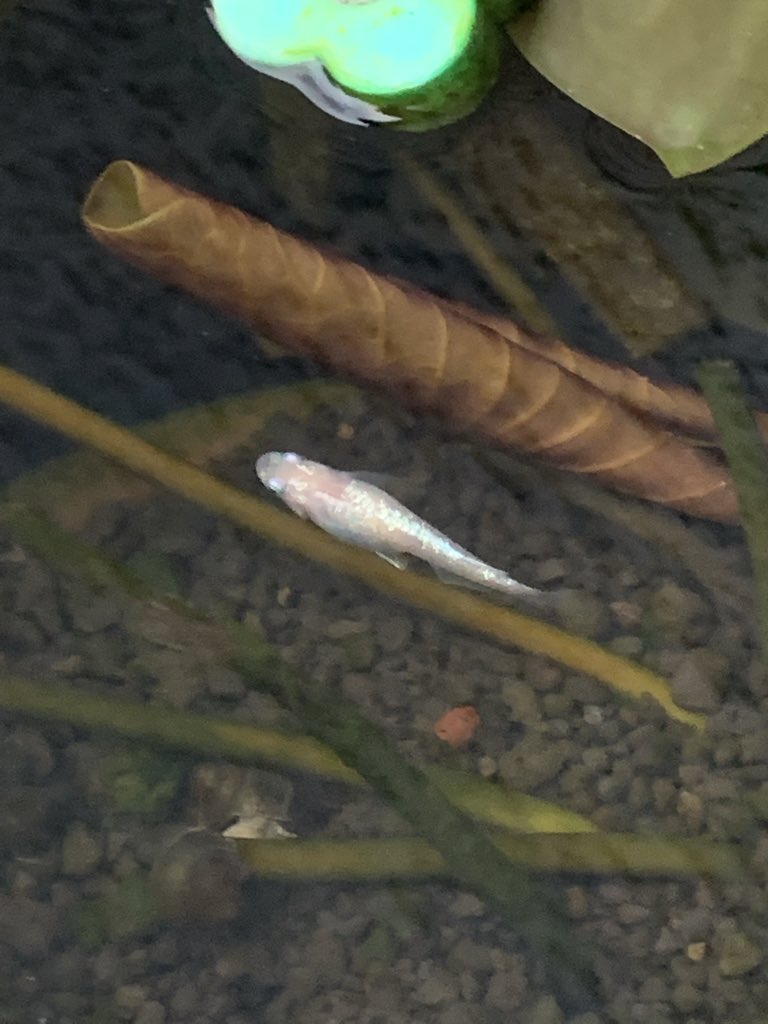 どっしり白パン メダカちゃん まだ卵持ってるんかなぁ 子供たちは順調に育っています メダカ 白ラメ ビオトープ タニシ ヒメタニシ ホテイアオイ 睡蓮 T Co Wqcikxxle1 Twitter