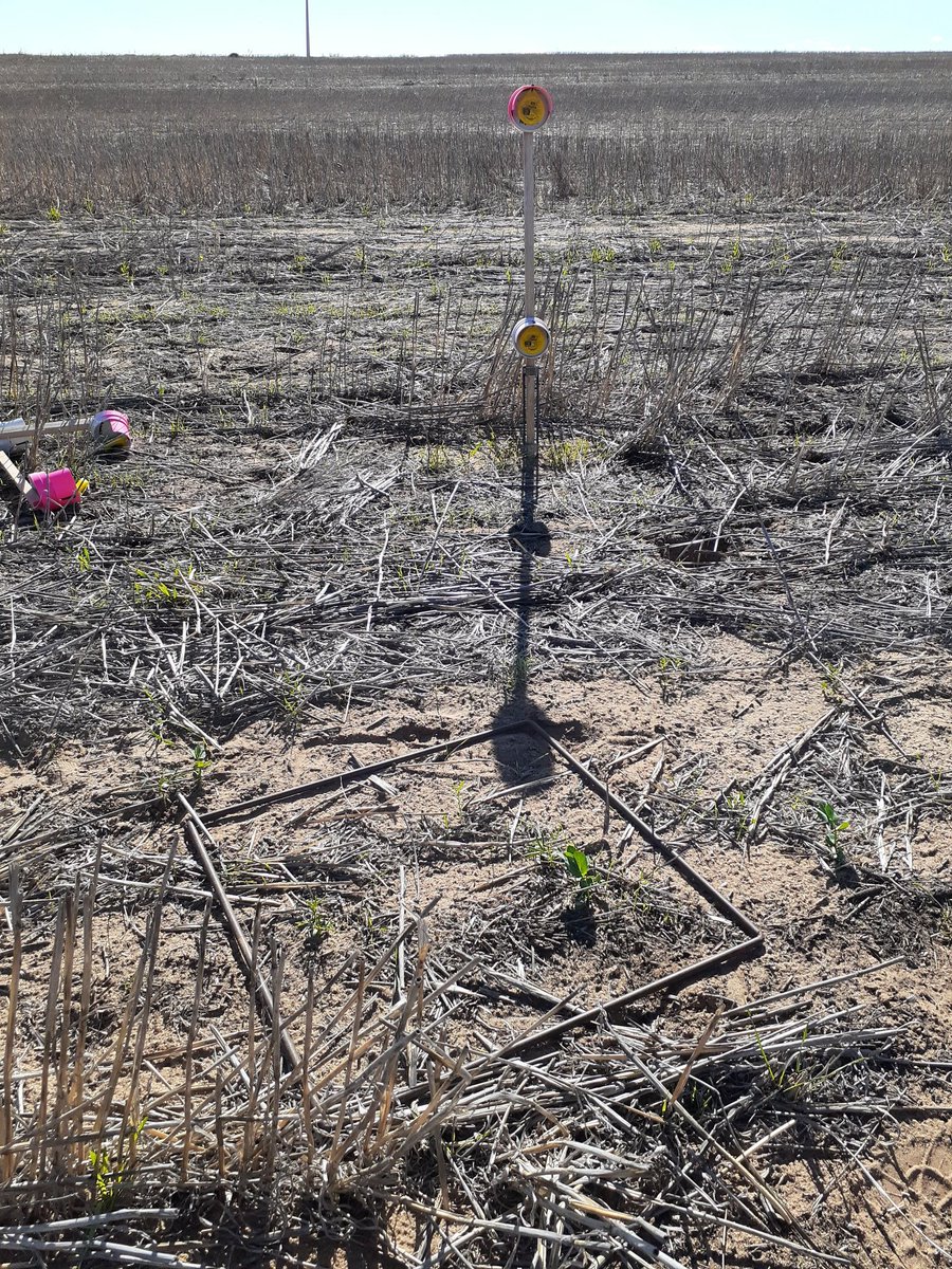PennyRo25927708's tweet photo. Assessing lupin-field pea intercrop establishment at Karoonda, temperature sensors deployed ready for the growing season. @SANoTill @SA_PIRSA #SARDI #IntercroppingIsFun https://t.co/Sndj1xwnNP