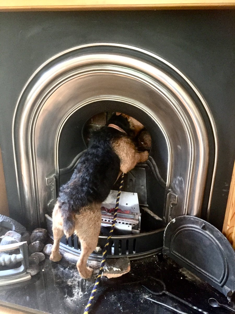 Zebedee the Lakeland tweet media