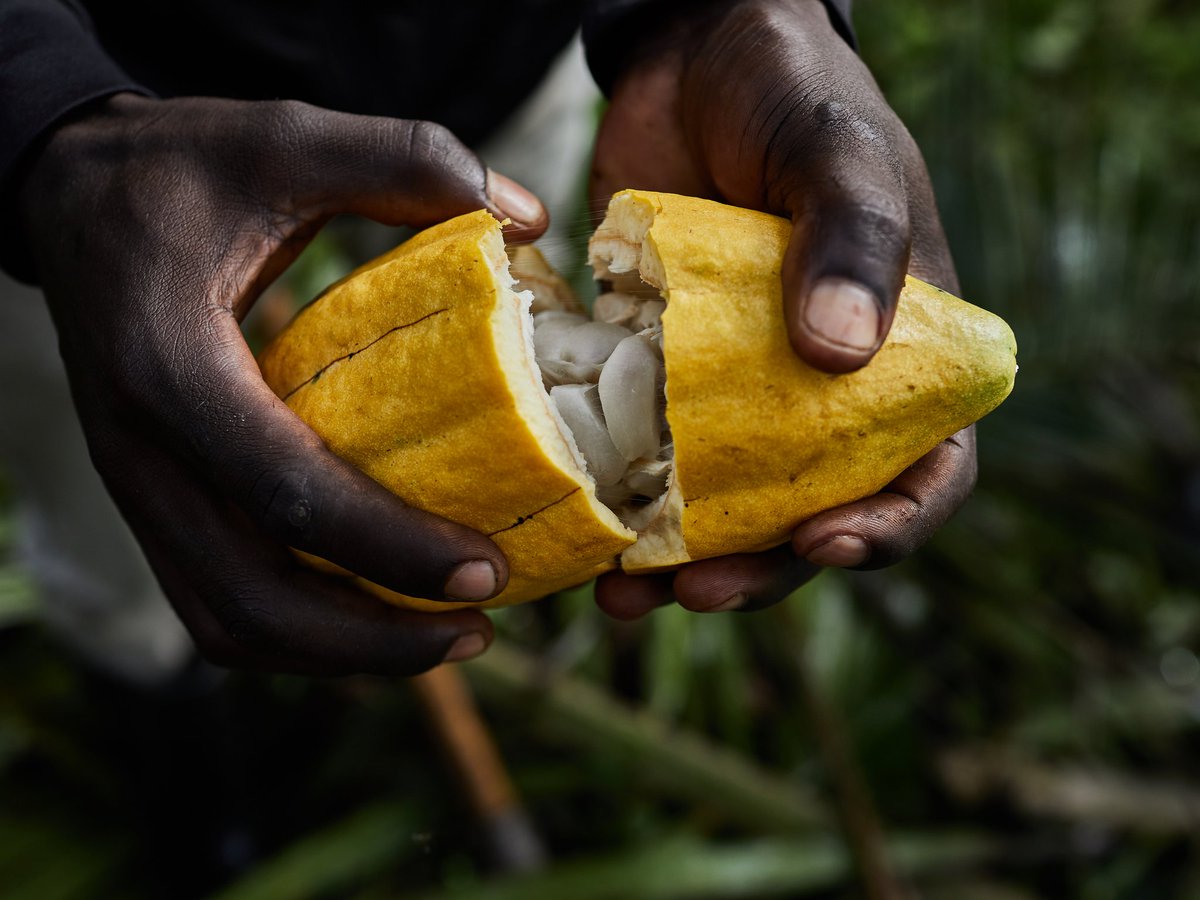 JamesNzanzu's tweet photo. #RDC : Before, we used to export all our cocoa beans. But now we are keeping the production from bean to bar in our own country, we are therefore allowing the profit to stay in our local community. 

#Virunga_Origins https://t.co/PhcNIgHbq8