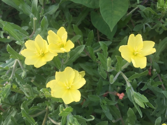 こじやん ６月21日 夏至 誕生花 マツヨイグサ 待宵草 別名 宵待草 アカバナ科 花言葉 ほのかな恋 移り気 今日の一句 水遣りのあと新しき茄子畑 大島英昭