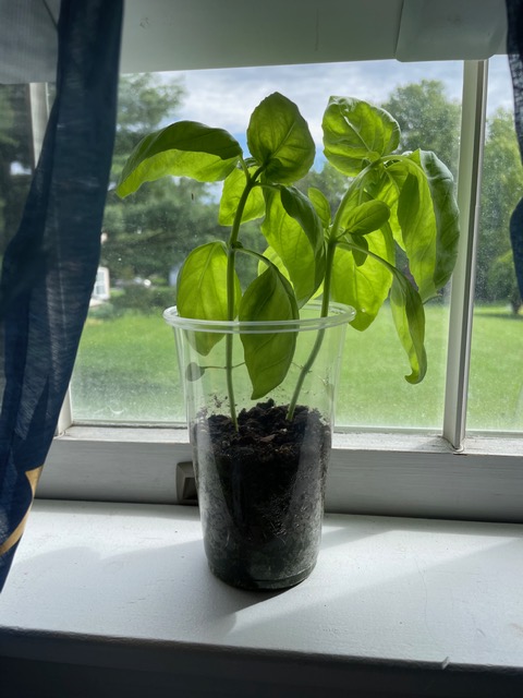 GaryWerner10's tweet photo. Amazing basil grown by Jordan from Pinewood ES! I'll bet that will taste amazing! 😀@BCPSSci @GIS_Cromwell @MAEFINC #agchallenge https://t.co/n19yYwTiJ6