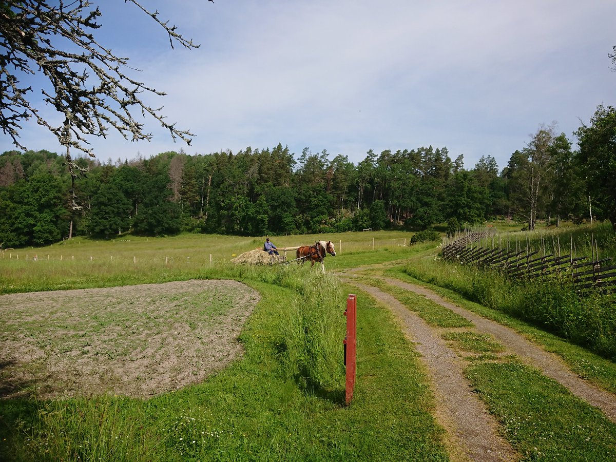 SAOCousins's tweet photo. Filming green infrastructure with the Swedish EPA @naturvardsverk
This is the super star of the film. Active management is brilliant for biodiversity. However this is a unique landscape that we can learn from
#greenInfrastructure #plants #biodiversity #nynäs #långmaren https://t.co/Gfp7tNqbvL