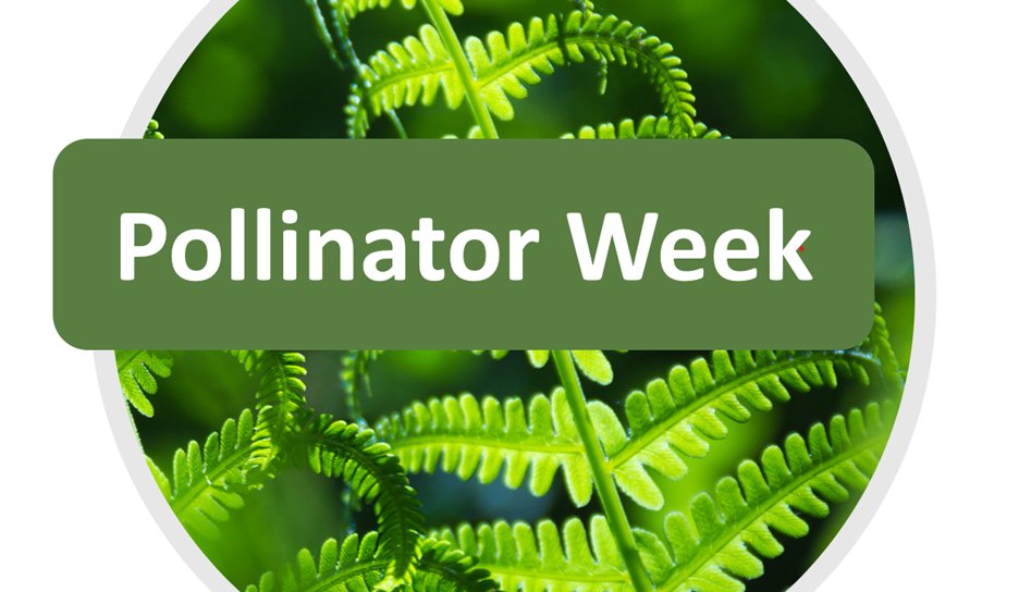 It's #PollinatorWeek! One out of three bites of food depends on honeybees! You can help protect our buzzy friends by planting native gardens and limiting chemicals on your lawn this summer! Check out this guide from <a href="/MassAudubon/">Mass Audubon</a> on pollinator gardens: bit.ly/2SrFT2s