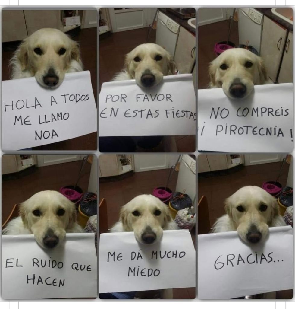 Hay muchas formas de pasarlo bien en las fiestas, sin  necesidad de dañarles. Personas vulnerables y animales lo agraderan
RT por favor