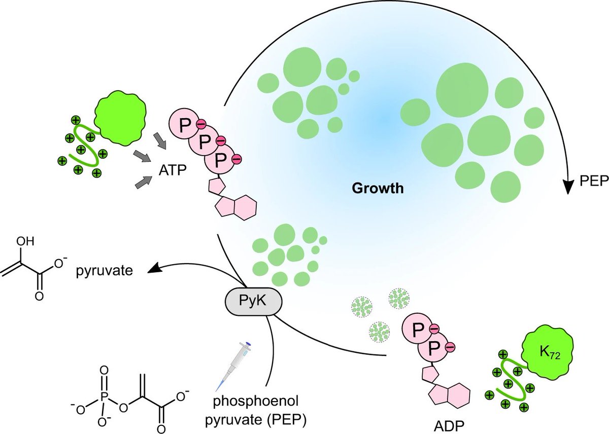 SpruijtLab (@spruijtlab) on Twitter photo Fresh from the press, @karinakinuyo, Merlijn, <a href="/alain_andre/">Alain Andre</a>, <a href="/IrinaRobu3/">Irina Robu</a> their work on: 'Active Coacervate Droplets that Grow and resist Ostwald Ripening' has been published in <a href="/NatureComms/">Nature Communications</a>
#coacervates #LLPS #biomolecularcondensates
rdcu.be/cmUSs Fresh from the press, @karinakinuyo, Merlijn, <a href="/alain_andre/">Alain Andre</a>, <a href="/IrinaRobu3/">Irina Robu</a> their work on: 'Active Coacervate Droplets that Grow and resist Ostwald Ripening' has been published in <a href="/NatureComms/">Nature Communications</a>
#coacervates #LLPS #biomolecularcondensates
rdcu.be/cmUSs