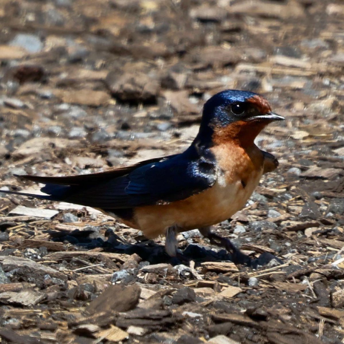 markgoldstone's tweet photo. Barn Swallow - found these guys at the Stone Barns ( funnily enough), in the Rockerfeller State Park. #barnswallow #stonebarns #rockerfellerstatepark #audobonbirds https://t.co/KIGlEkgmxz