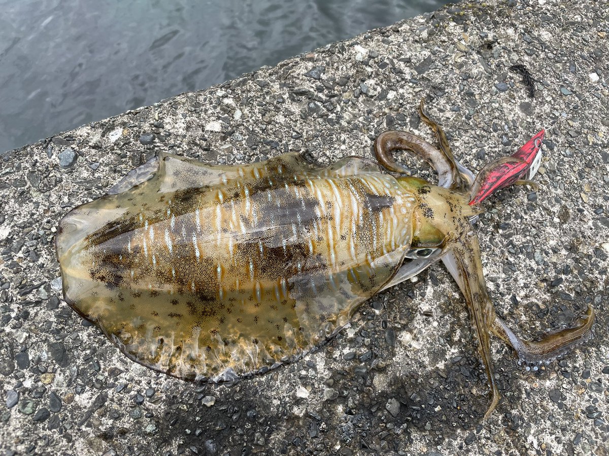 野宮一朗 かまくらの重鎮 今日は回復がてら沼津に釣りへ ここ1ヶ月ボウズ続きで今日こそは釣れれば良いなと思っていたら開始30分でヒット 690gのオスでした ついでにジカリグでオオモンハタの赤ちゃんも アオリイカ オオモンハタ エギング 沼津 野宮一朗 かまくらの重鎮 今日は回復がてら沼津に釣りへ ここ1ヶ月ボウズ続きで今日こそは釣れれば良いなと思っていたら開始30分でヒット 690gのオスでした ついでにジカリグでオオモンハタの赤ちゃんも アオリイカ オオモンハタ エギング 沼津