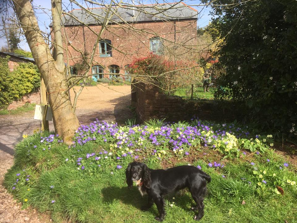 WeAcceptPets's tweet photo. Runnington Cider Barn is set in beautiful countryside and is surrounded with lovely walking options, perfect if you are staying with your four-legged friend.
https://t.co/3d9j8Flsg6
#Holiday #SelfCatering #DogFriendly #Rural #Countryside #Walking #Runnington #Wellington #Somerset https://t.co/MGPMWR0OtW