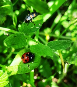 One of many 7-spot ladybirds, alongside the larval form of the same species, enjoying the sunshine today in the Louth Animal Compound's dedicated biodiversity site. #louthvets <a href="/Irishwildlife/">Irish Wildlife Trust</a> <a href="/TOTTDundalk/">Talk of the Town</a> <a href="/DroghedaLifecom/">DroghedaLife.com</a>