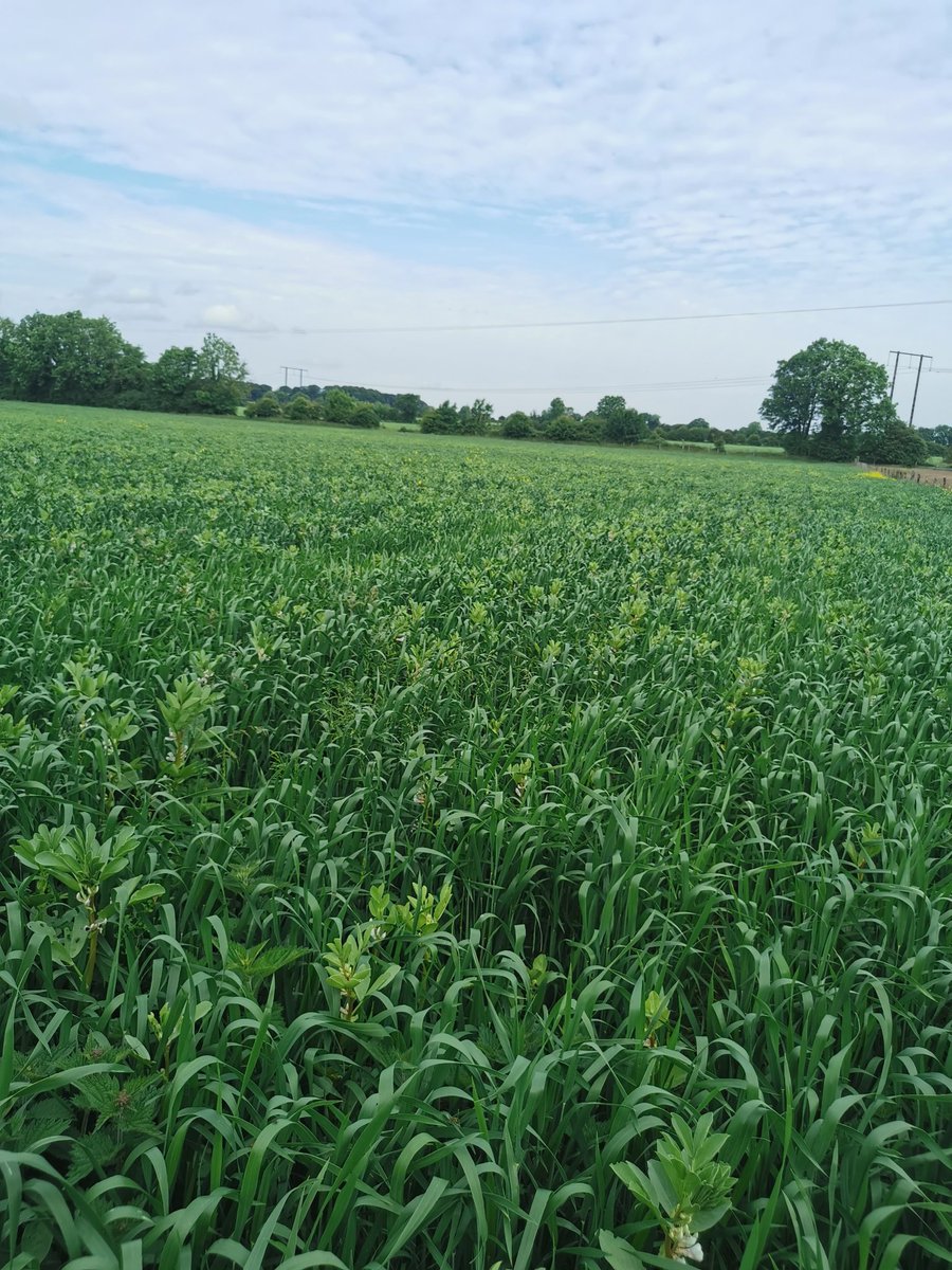 Grahamdeharris's tweet photo. Organic wheat &amp; bean combi crop growing well. @FruitHillFarm @IrishOrganicA #organic https://t.co/LnCvR6QcIE