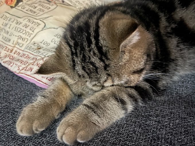 まいにちジゼルのtwitterイラスト検索結果