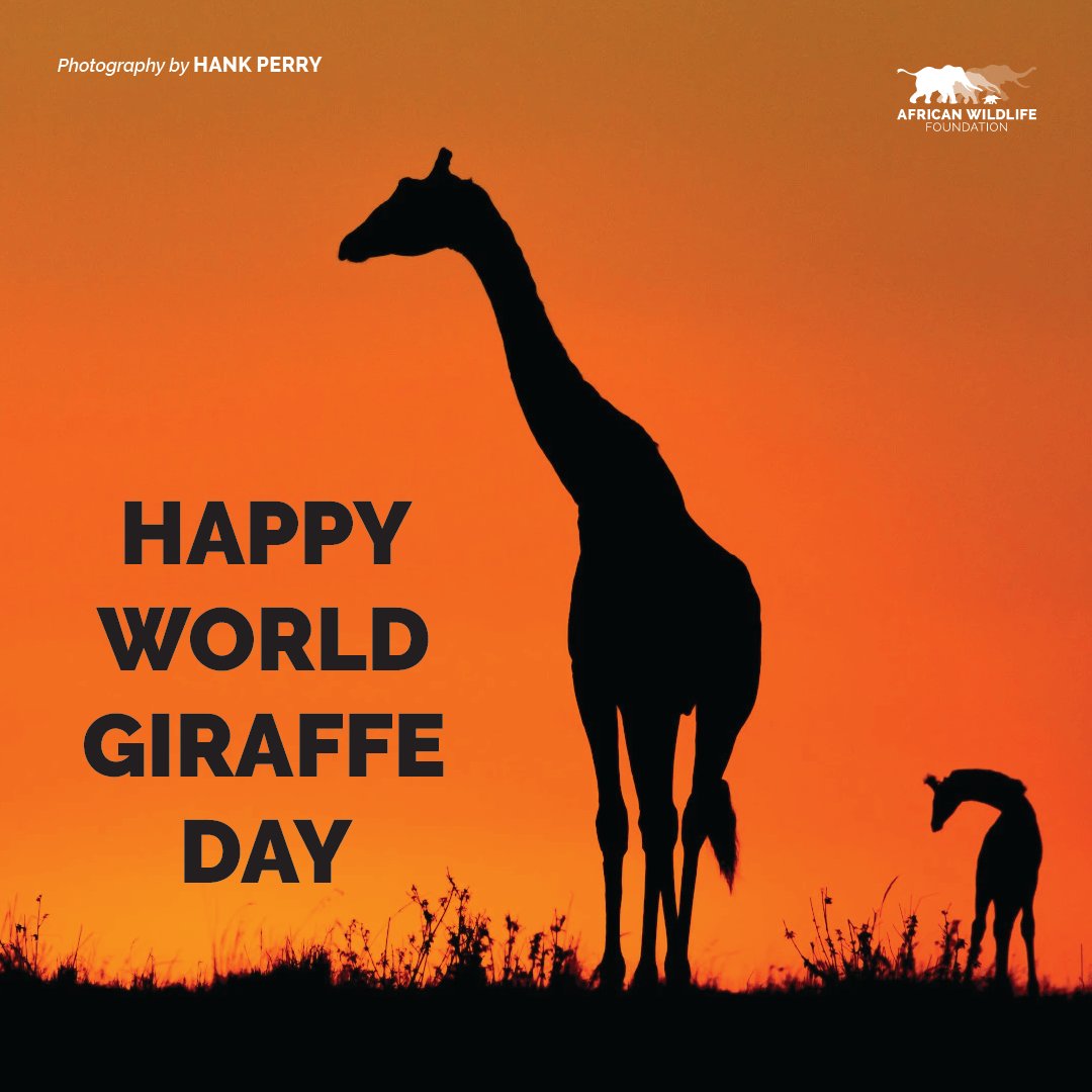 Worldgiraffeday Twitter Search