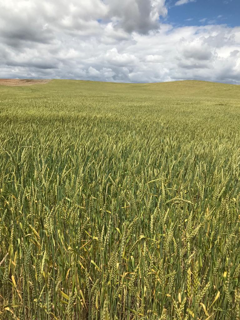 GuiaMichelin_ES's tweet photo. #MICHELINRaizCulinaria
Tras admirar los campos de trigo, hemos ido a #DeSpelta... un negocio de agricultura ecológica que busca reponer al campo su valor y luchar contra el despoblamiento rural. #MICHELINExperience #RaizCulinaria #Gastronomiasostenible @turismoclm https://t.co/FobVXKkUdo