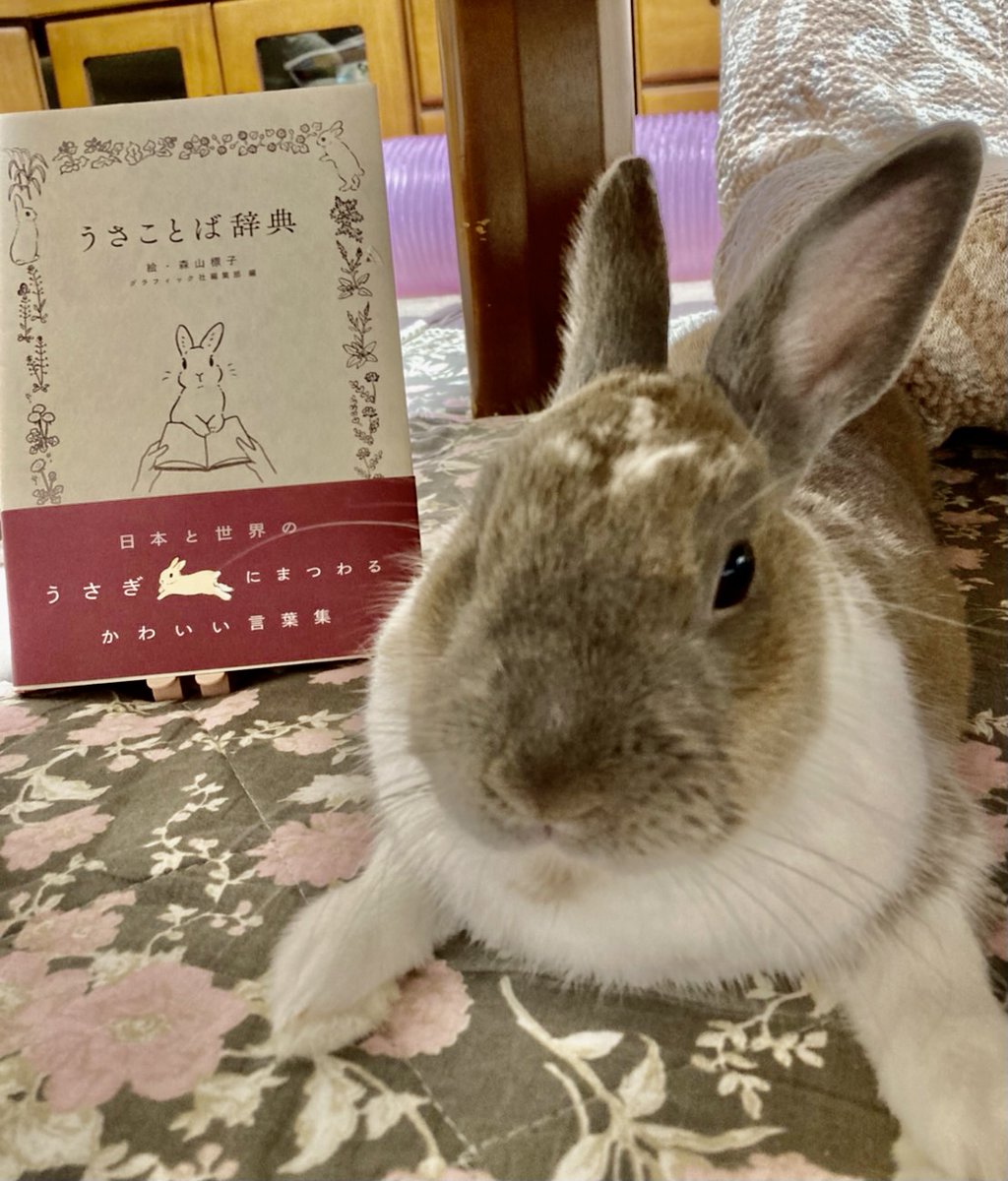 明屋書店光店 うさぎ好きさん必見 とってもかわいい うさことば辞典 入荷しております スタッフの愛兎もすっかりお気に入りです 森山標子 うさぎのいる生活