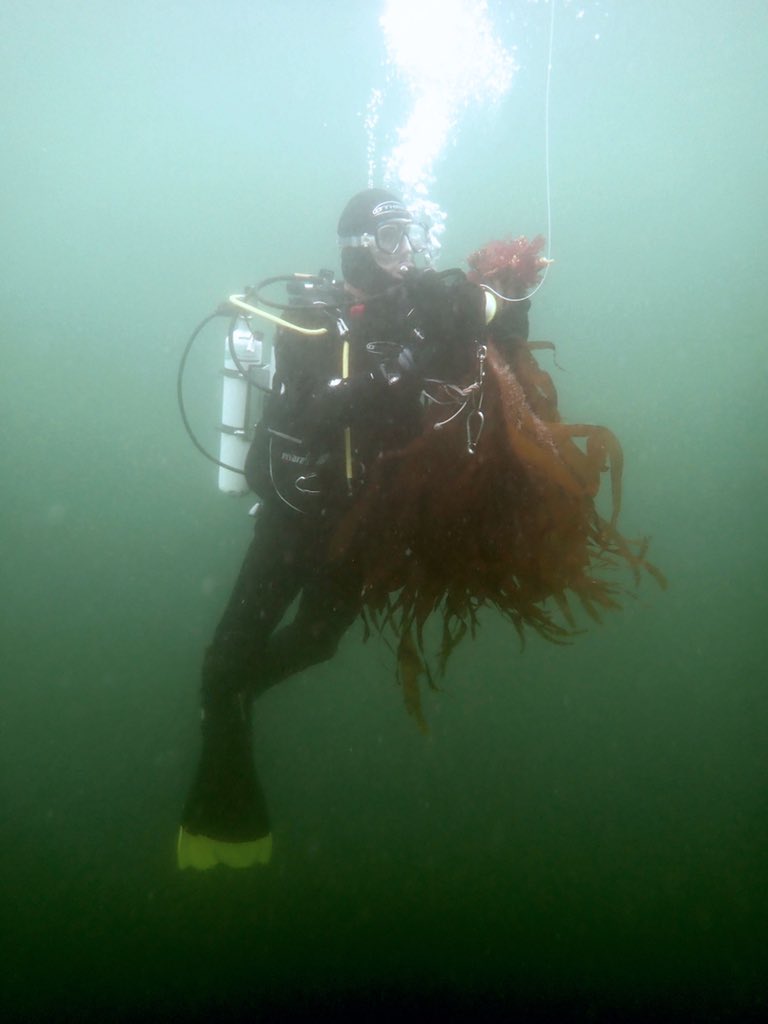 DanSmale1's tweet photo. Day 5 of kelp surveys, now in SE Scotland near St Abbs. Very lush and extensive kelp stands, gazillions of juvenile fish and calm seas and sunny skies. The fieldwork gods are still on our side (for now) 🏴󠁧󠁢󠁳󠁣󠁴󠁿 🌱 🌊 ☀️ 🐠 🧪 https://t.co/22vuYiB7zj