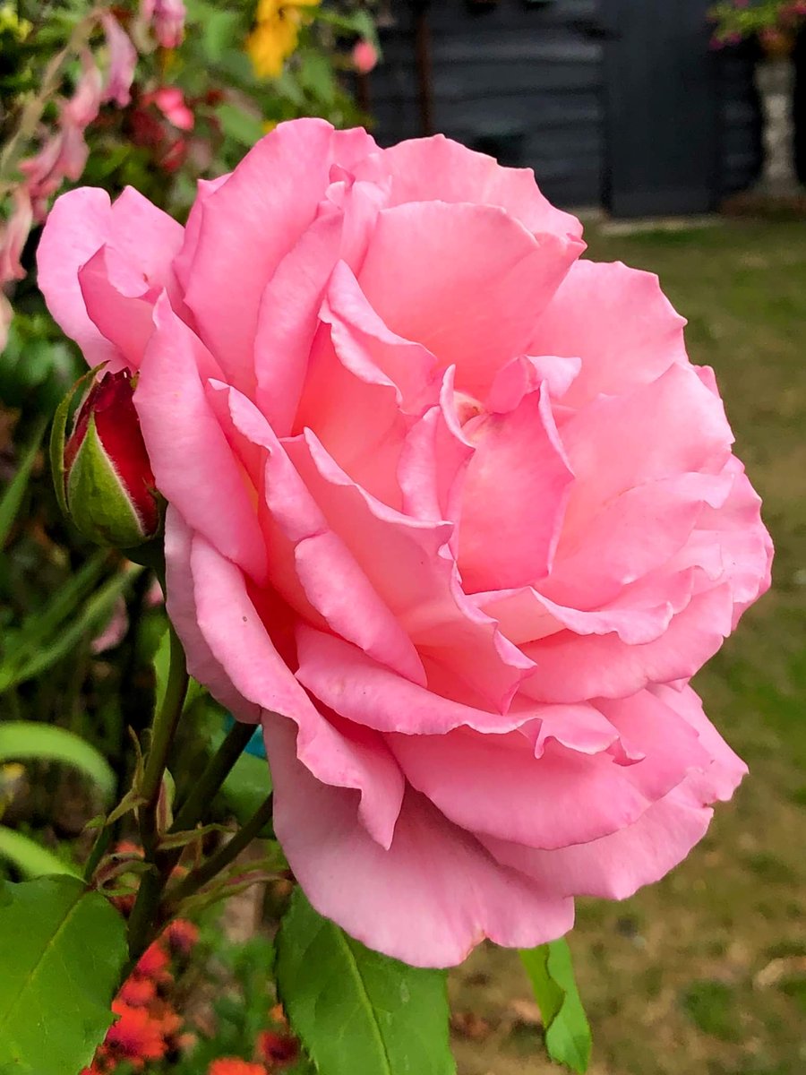 SpringBlossoms9's tweet photo. https://t.co/coP5jwBZvA