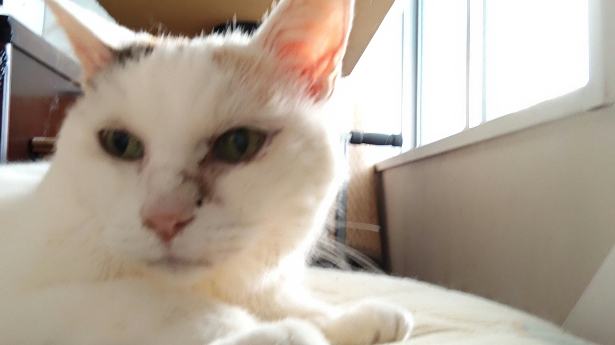 モグ母と天使猫とおたっしゃ猫達 ちったん帰宅 早急にディアバスター投与と補液した事で緩和に向かってる様子 そして懸念してた貧血も今のところは大丈夫との診断でした 今日から暫く処方されたビオイムバスター投与します ビオフェルミン毎日飲んでた