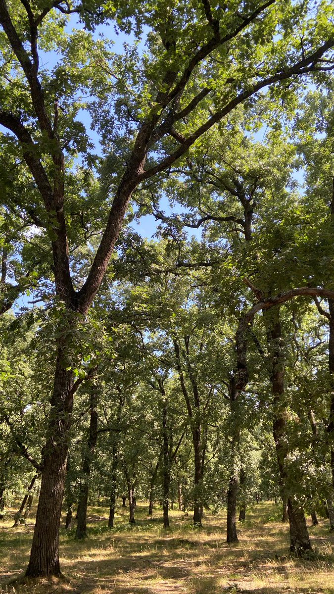 Innofor_Spain's tweet photo. La #valoración de los servicios ecosistémicos debe incluir el importante papel de los #bosques como sumideros de carbono.
Colaboraremos con otras #empresas e #instituciones en el marco del proyecto #FORESTECH, liderado por @ambientaing.
#soyforestal 🌳 #fieldmap #forestal https://t.co/HcUEMxM6n0