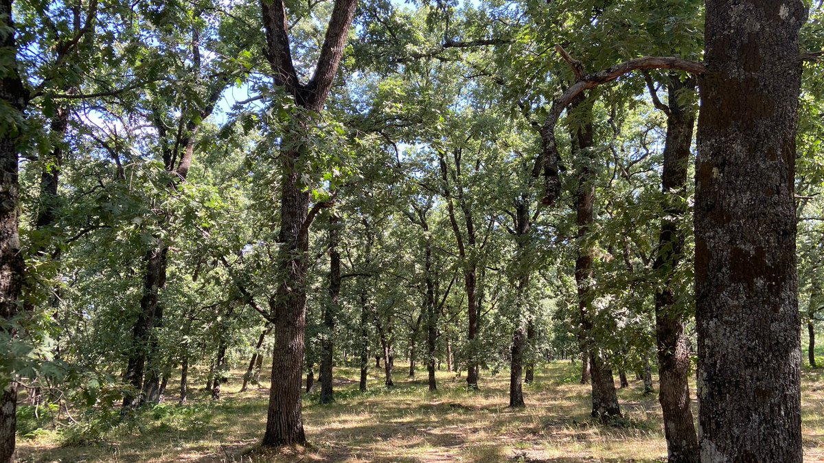 Innofor_Spain's tweet photo. En estos magníficos #robledales de #Extremadura se han estado probando #metodologías para la #medición precisa de #carbono capturado y acumulado en la #vegetación y suelo.
#soyforestal 🌳 #fieldmap #forestal #campo #engineering #innovation https://t.co/xzzcJzR2nt