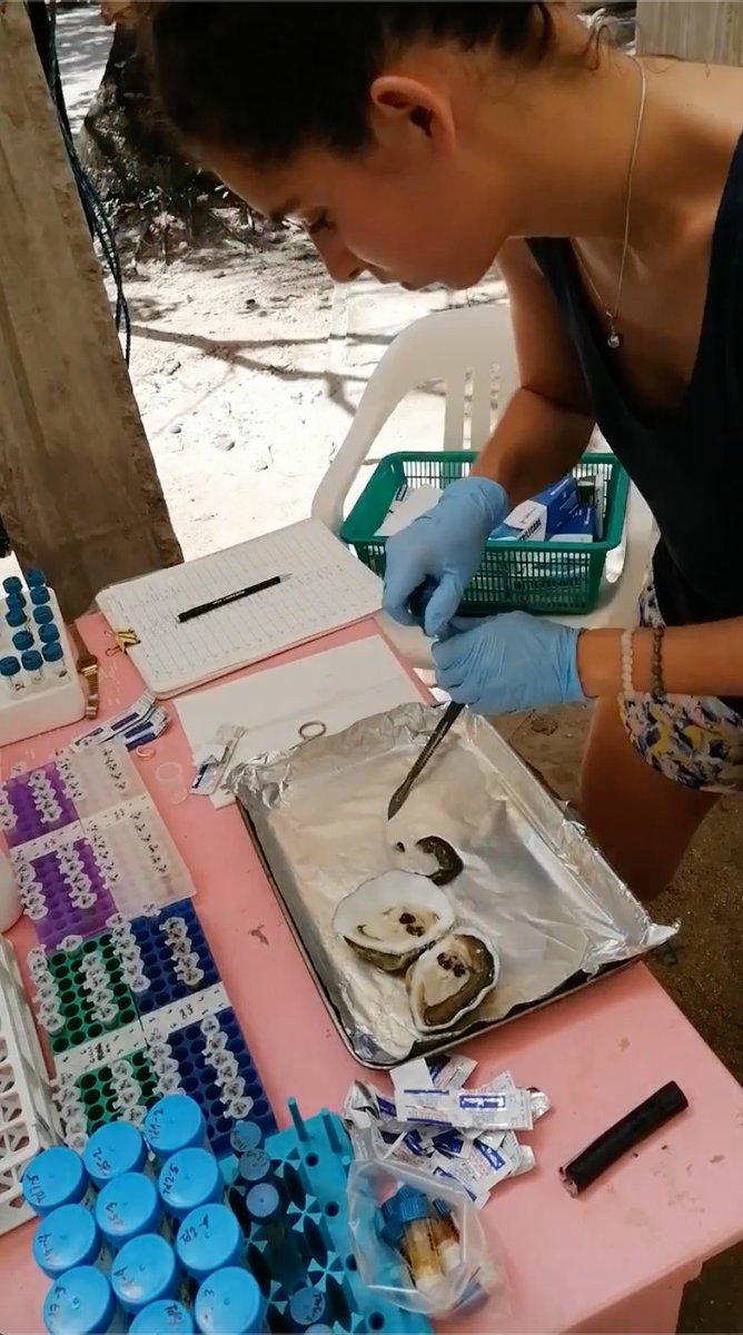 stable_isodope's tweet photo. 1) Hi all - I will be taking over the #labthreads this week! I'm @GuibertIsis , I have been a #postdoc at HKU for the last 2.5 years and currently, I am working on 3 exciting projects. Stay tuned to learn about giant clams, marine microbiomes and diversity! https://t.co/Qltagj6KlG