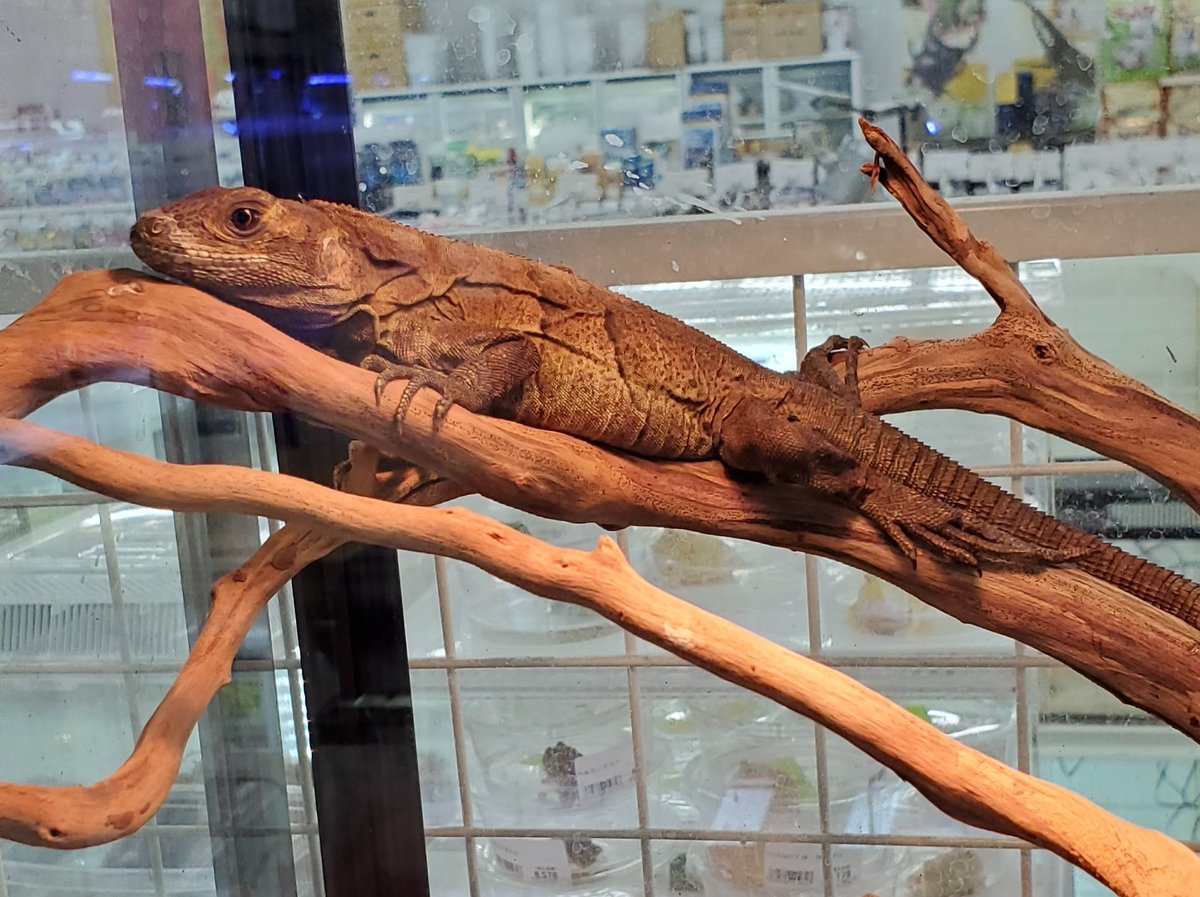 かねだい 海老名店 على تويتر ツナギトゲオイグアナ 入荷しました