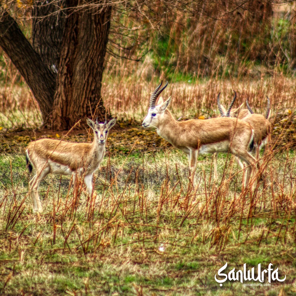 The gazelle walking in the mountains of Urfa is calling you! 🦌 ☀️

Urfa dağlarında gezen ceylan seni çağırıyor!

#şanlıurfa #turkey #gobeklitepe #mesopotamia #turkish #sculpture #archaeology #sculptures #exhibition #kunst #monument #historical #sculptor #gazelle

📸 Zehra Arslan