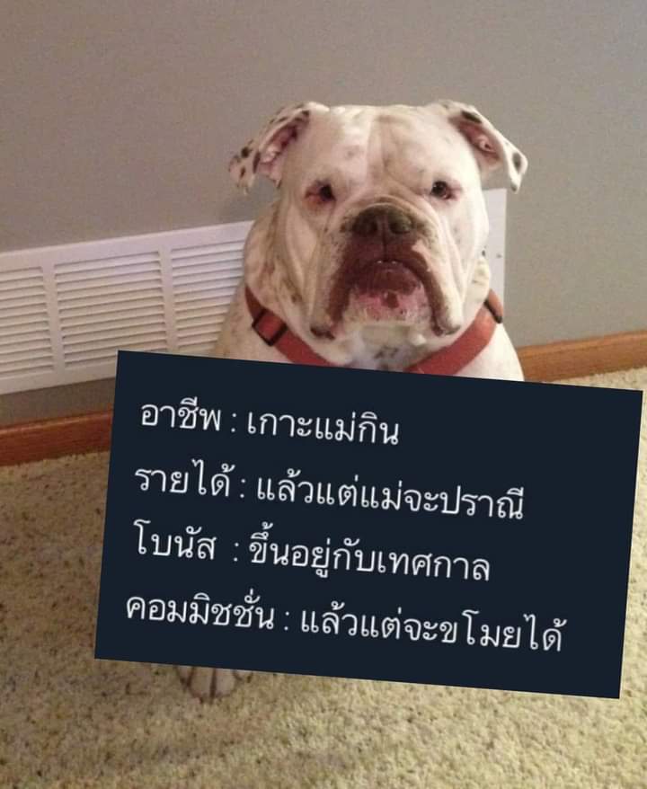 นั้นเเหละกู