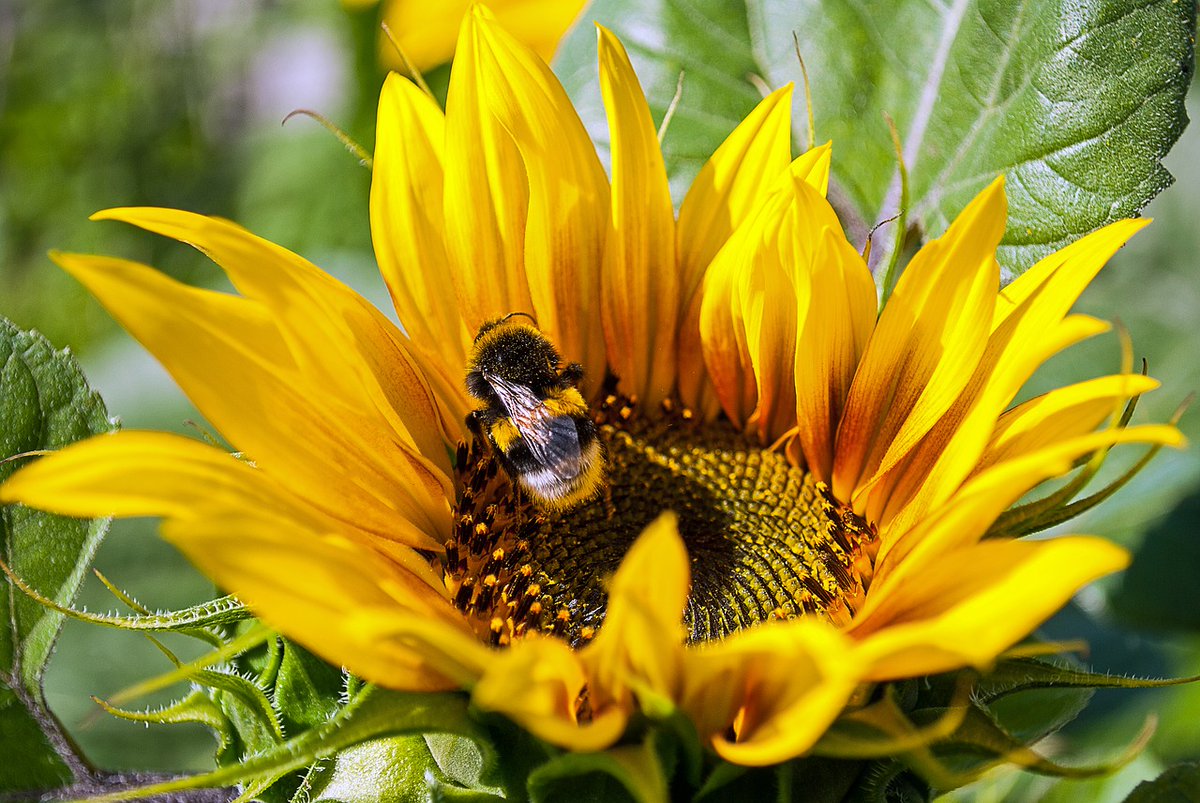 Шмель на подсолнухе. Пчелы на подсолнечнике. Подсолнух цветок. Подсолнух опыляется ветром. Пчела на подсолнухе.