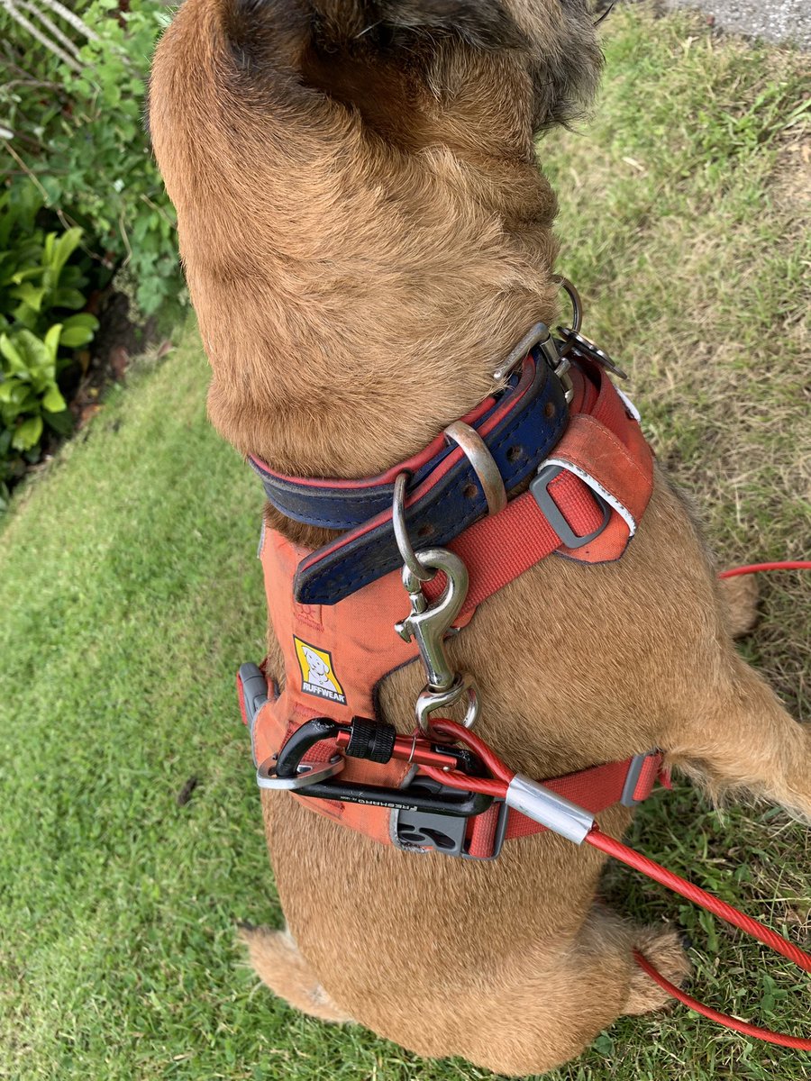 hamish_hrh's tweet photo. There’s a pesky cat about she’s upgraded my anti cat catching pfft ! #doubleclip #btposse https://t.co/PFOaa0jgeX