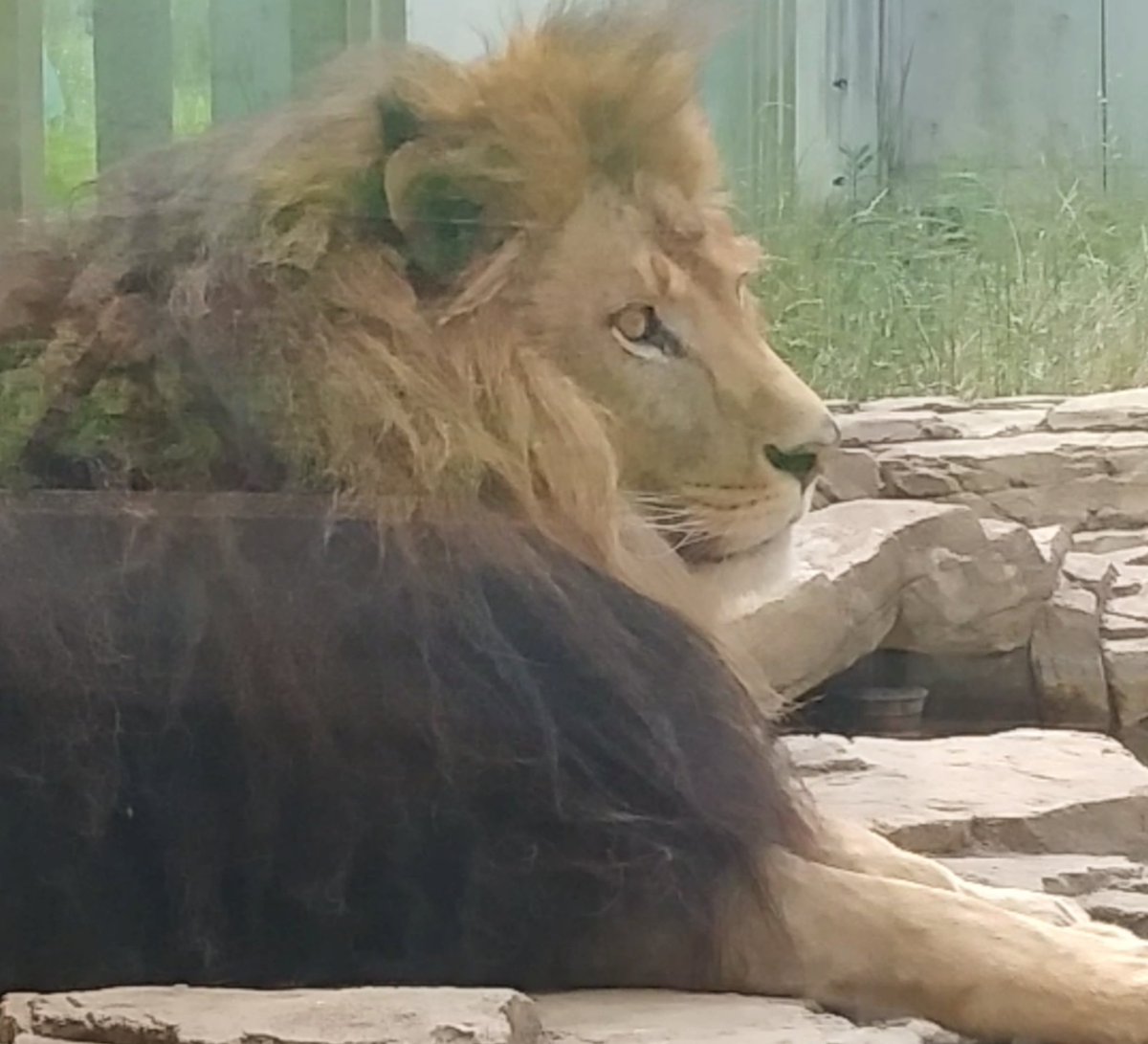 Ey かっこいい横顔2連発 千葉市動物公園 ライオン アレン Ey かっこいい横顔2連発 千葉市動物公園 ライオン アレン
