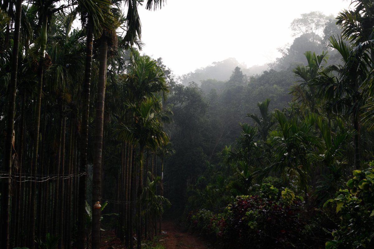 EcomodH's tweet photo. Happy Monday! Did you know that Sri Lanka recently banned palm oil imports and ordered oil palm plantations in the country to be replaced with rubber trees?

Here’s the story: https://t.co/WCbADtHmh3 https://t.co/4LdiH9Qr7t