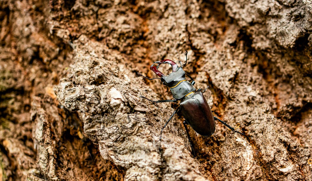 PTES's tweet photo. Have you got log piles, tree stumps, log pyramids in your garden? Map them on our brand new Log Pile map and help us see where deadwood habitats are for #stagbeetles and other wildlife up and down the country!
#MapYourLogPile π https://t.co/4K8sQGOSJ4
πΈGeorgie Gibbon https://t.co/9HVjGsfEG2