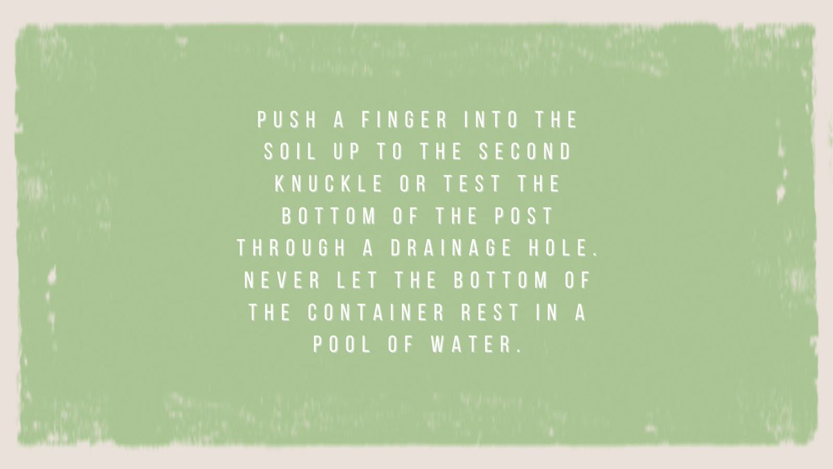 Are you committing the most common plant crime? 🆘

#wearethegrowers #plantcrimes #commonmistake #gardeningmistakes #overwatering #plants #plantsofinstagram #plantsmakepeoplehappy #gardeninspiration #garden #gardenfails