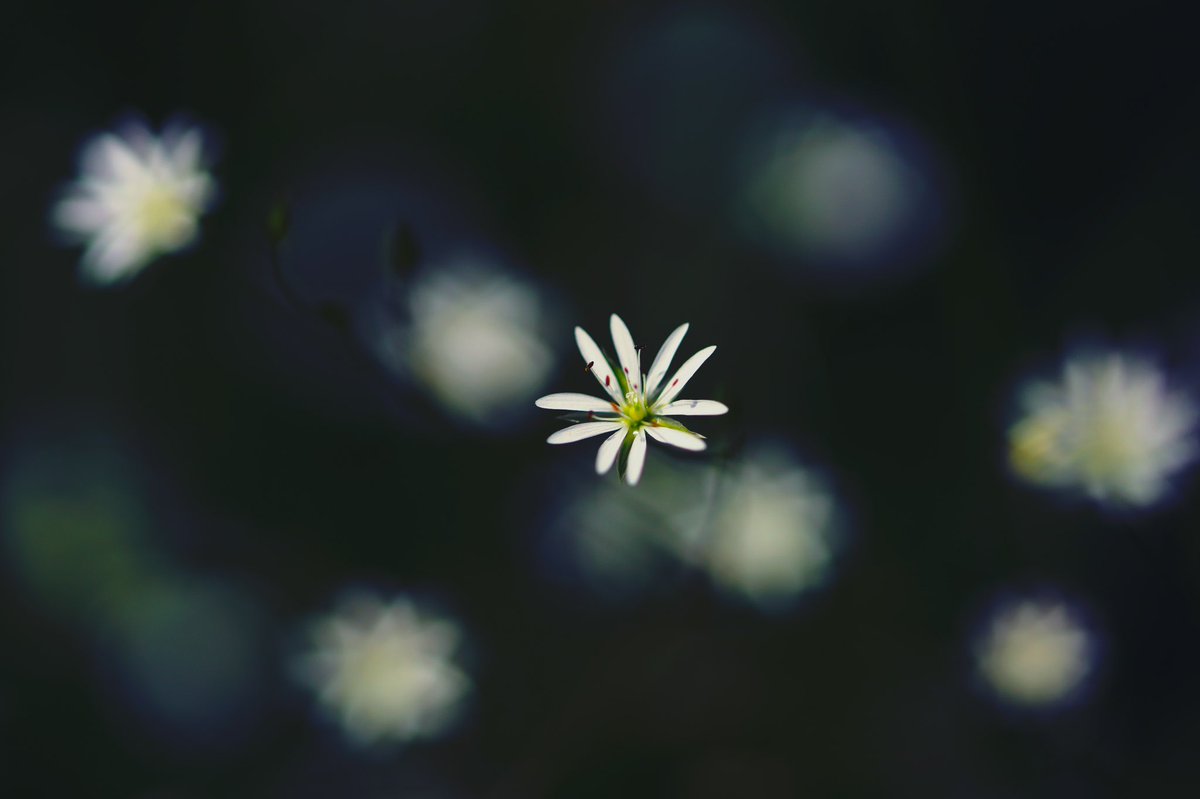quhl5's tweet photo. Eine von Millionen. /
One in a million.
#NaturePhotography #quhl5 https://t.co/jcwNk3uICi